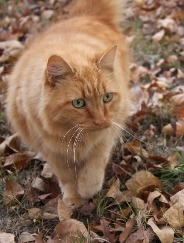 IMAGE: http://i154.photobucket.com/albums/s254/drevilsmom/kitty_filtered.jpg