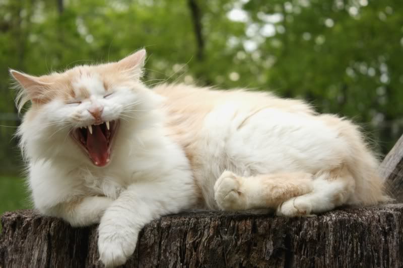 IMAGE: http://i154.photobucket.com/albums/s254/drevilsmom/ohplease.jpg