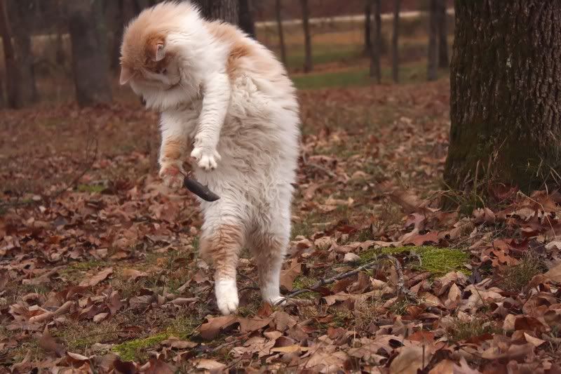 IMAGE: http://i154.photobucket.com/albums/s254/drevilsmom/stare2_filtered.jpg