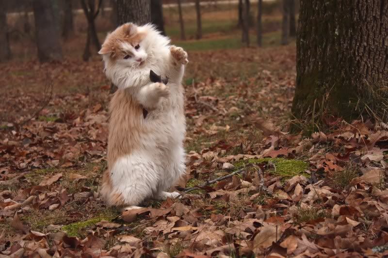 IMAGE: http://i154.photobucket.com/albums/s254/drevilsmom/stare_filtered.jpg