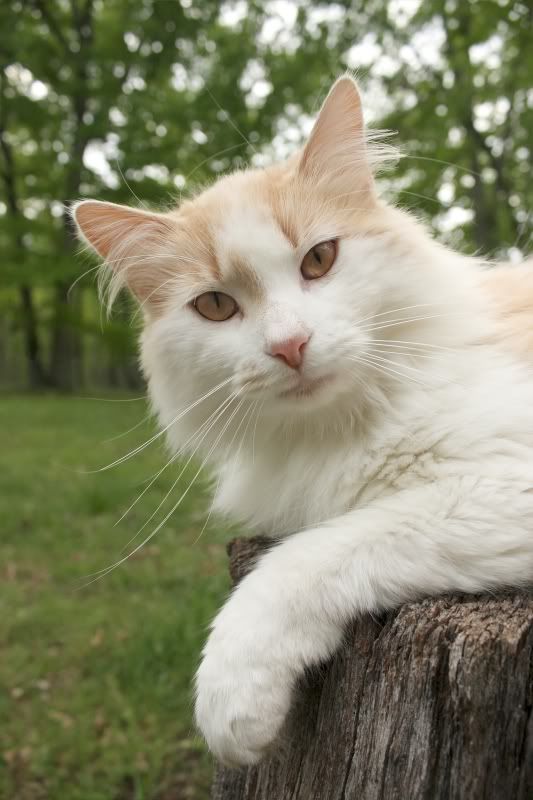 IMAGE: http://i154.photobucket.com/albums/s254/drevilsmom/stubbsportrait_filtered.jpg