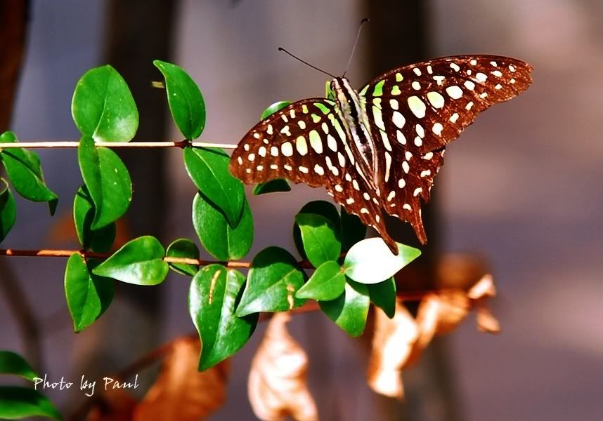 Photo Sharing and Video Hosting at Photobucket