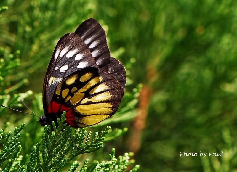 Photo Sharing and Video Hosting at Photobucket