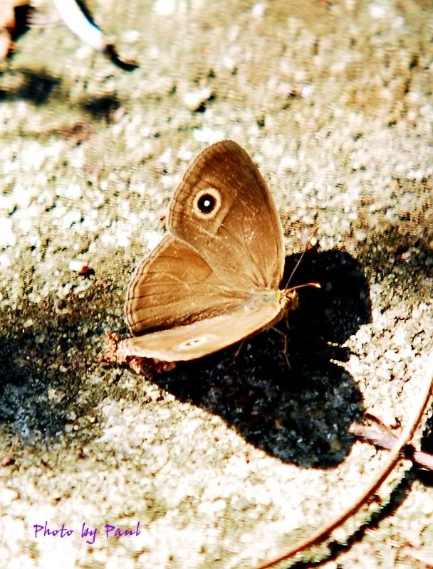 Photo Sharing and Video Hosting at Photobucket