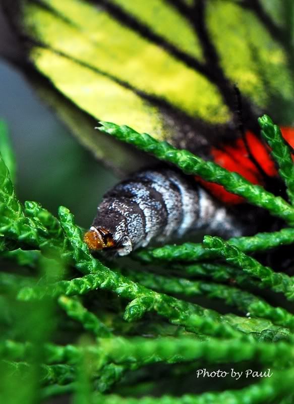 Photo Sharing and Video Hosting at Photobucket