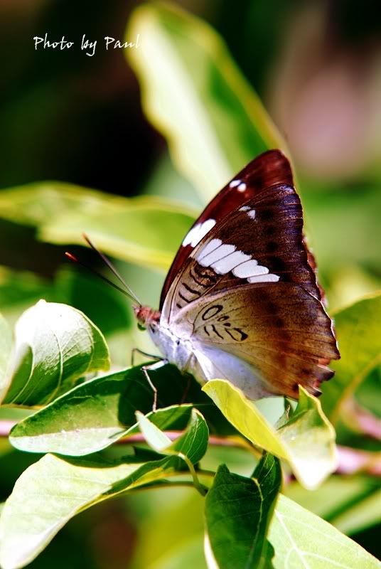 Photo Sharing and Video Hosting at Photobucket