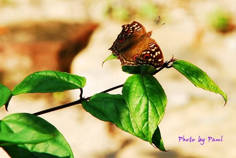 Photo Sharing and Video Hosting at Photobucket