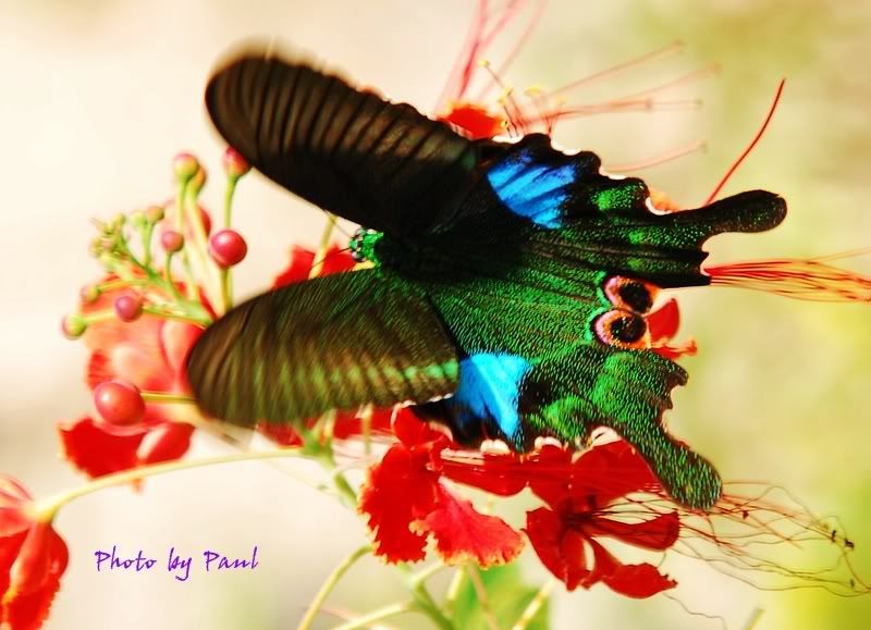 Photo Sharing and Video Hosting at Photobucket