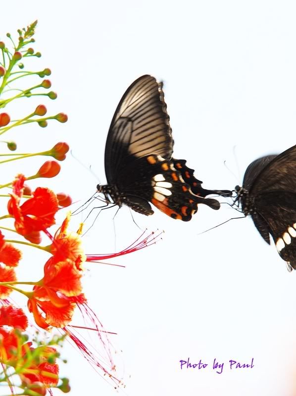 Photo Sharing and Video Hosting at Photobucket