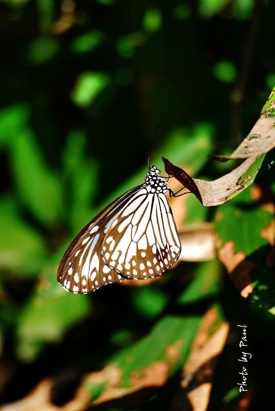 Photo Sharing and Video Hosting at Photobucket