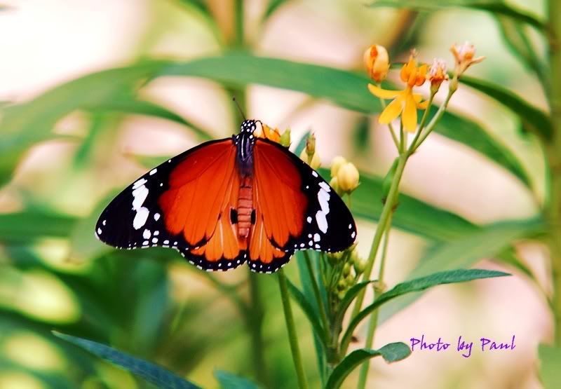 Photo Sharing and Video Hosting at Photobucket