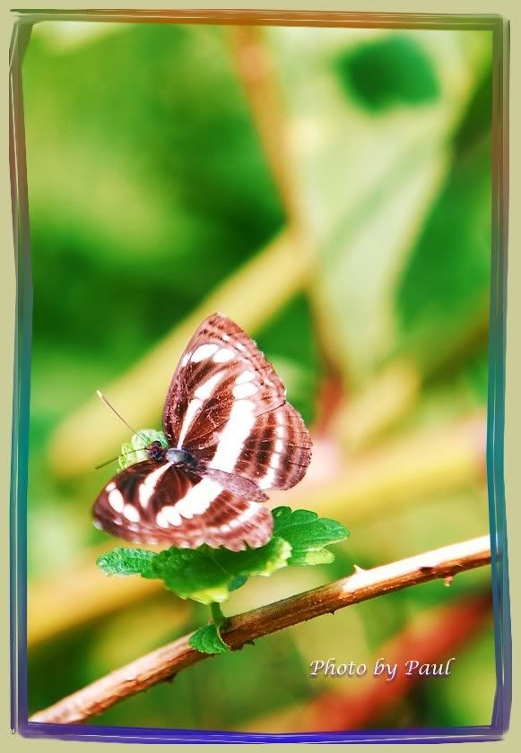 Photo Sharing and Video Hosting at Photobucket