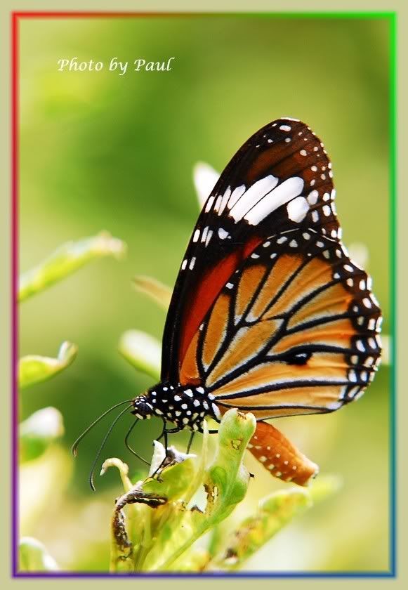 Photo Sharing and Video Hosting at Photobucket