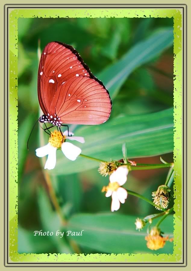 Photo Sharing and Video Hosting at Photobucket