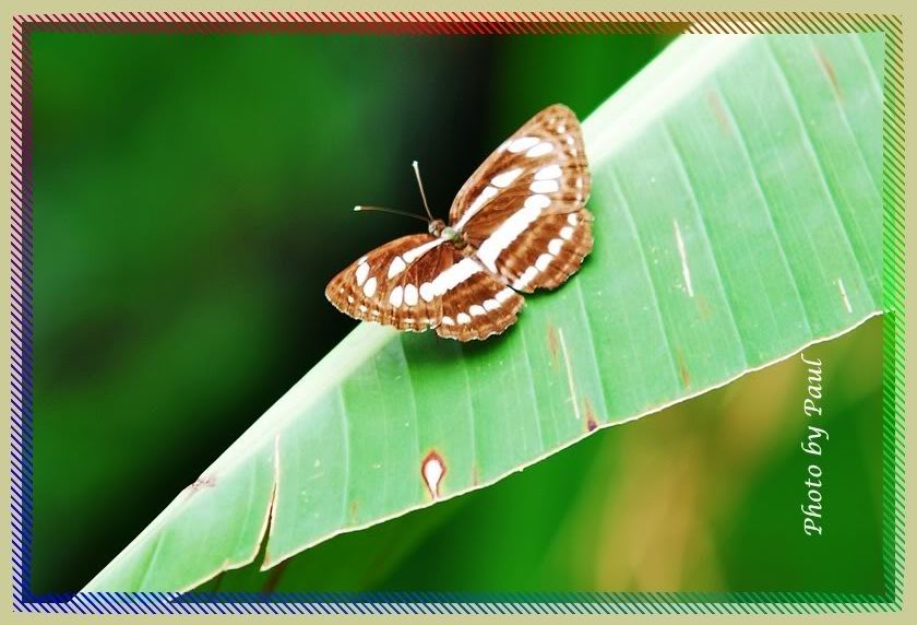 Photo Sharing and Video Hosting at Photobucket