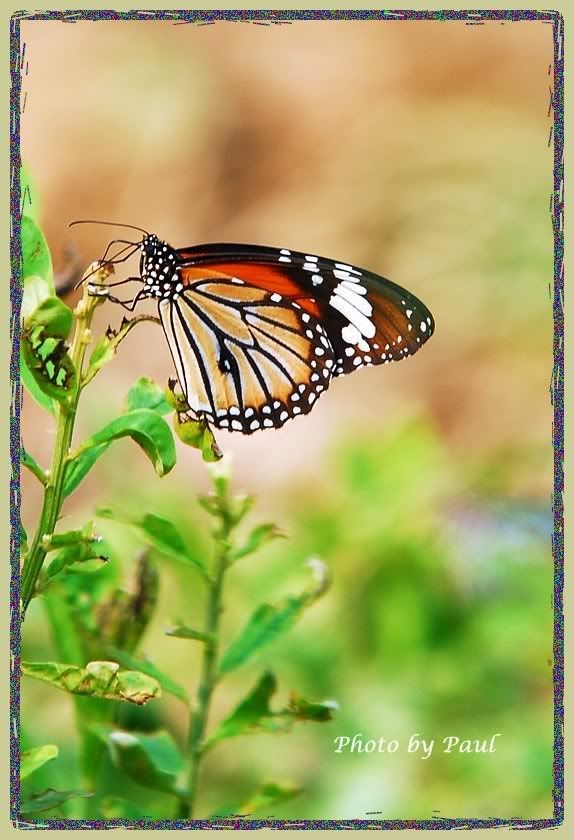 Photo Sharing and Video Hosting at Photobucket