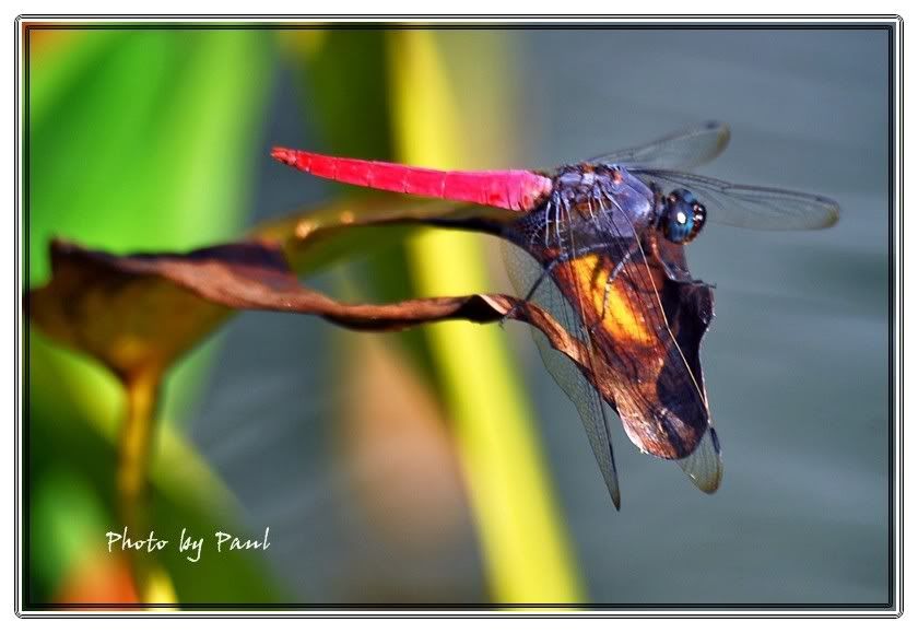 Photo Sharing and Video Hosting at Photobucket