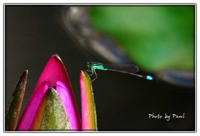 Photo Sharing and Video Hosting at Photobucket