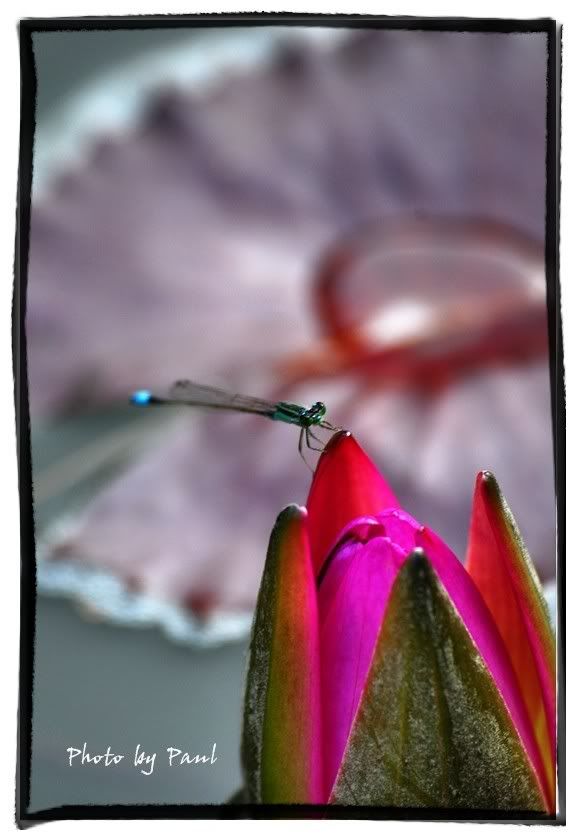 Photo Sharing and Video Hosting at Photobucket