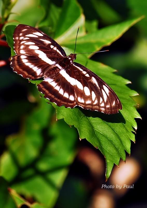 Photo Sharing and Video Hosting at Photobucket