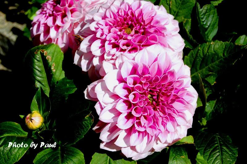 Photo Sharing and Video Hosting at Photobucket