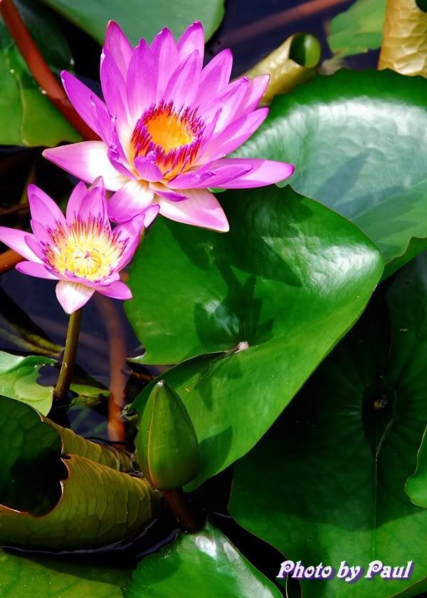 Photo Sharing and Video Hosting at Photobucket