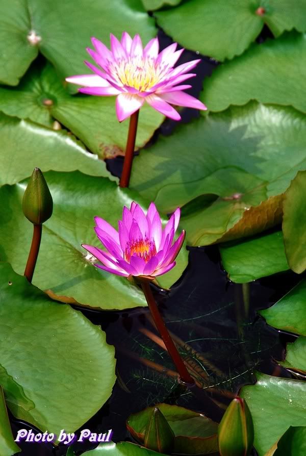 Photo Sharing and Video Hosting at Photobucket