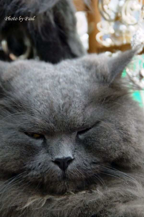 Photo Sharing and Video Hosting at Photobucket