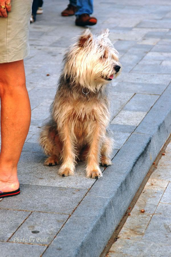 Photo Sharing and Video Hosting at Photobucket