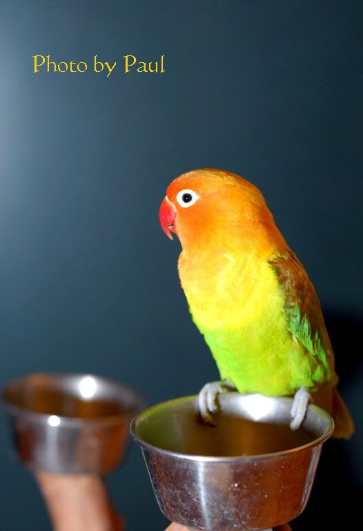 Photo Sharing and Video Hosting at Photobucket