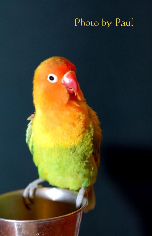 Photo Sharing and Video Hosting at Photobucket