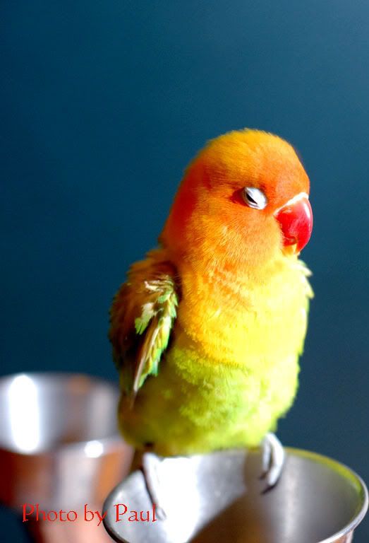 Photo Sharing and Video Hosting at Photobucket