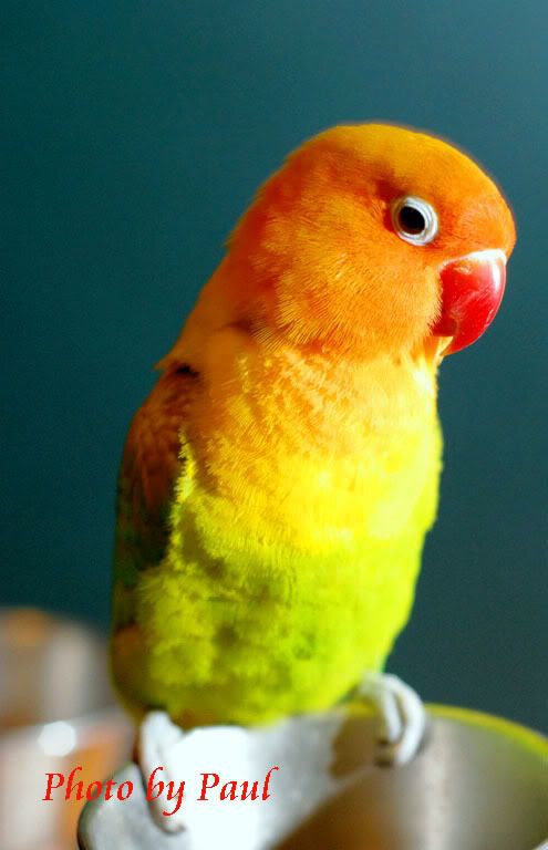 Photo Sharing and Video Hosting at Photobucket