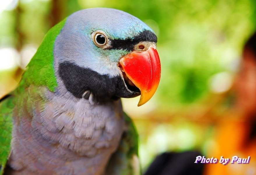 Photo Sharing and Video Hosting at Photobucket