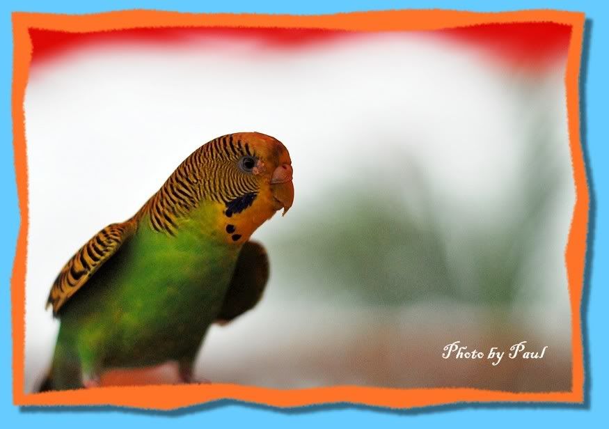 Photo Sharing and Video Hosting at Photobucket