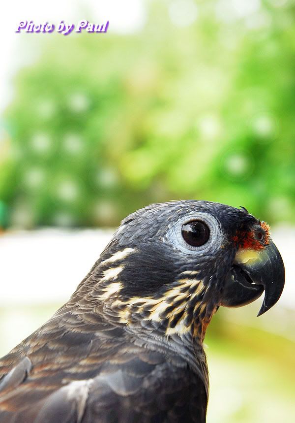 Photo Sharing and Video Hosting at Photobucket