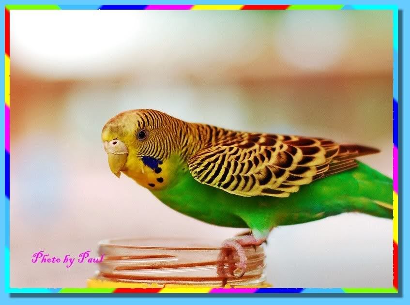 Photo Sharing and Video Hosting at Photobucket