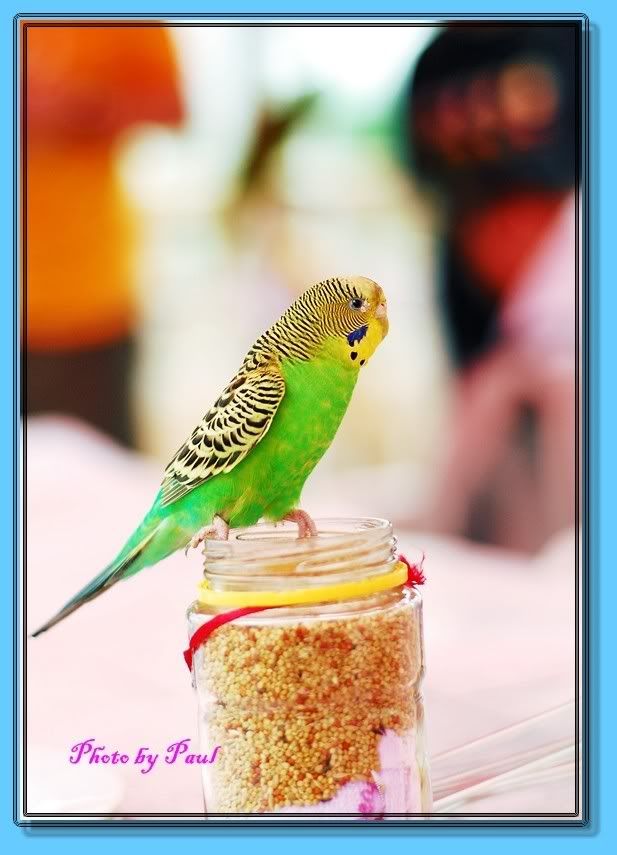 Photo Sharing and Video Hosting at Photobucket