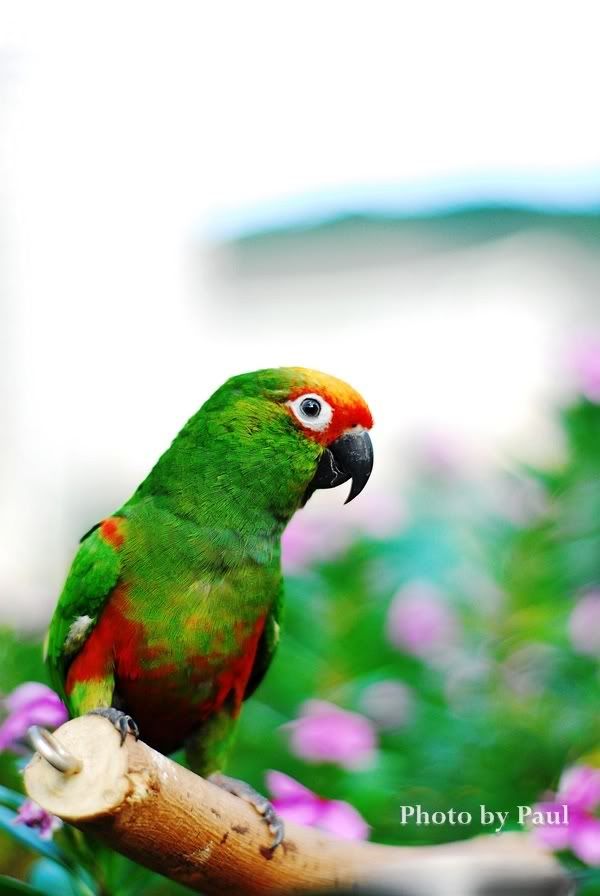 Photo Sharing and Video Hosting at Photobucket