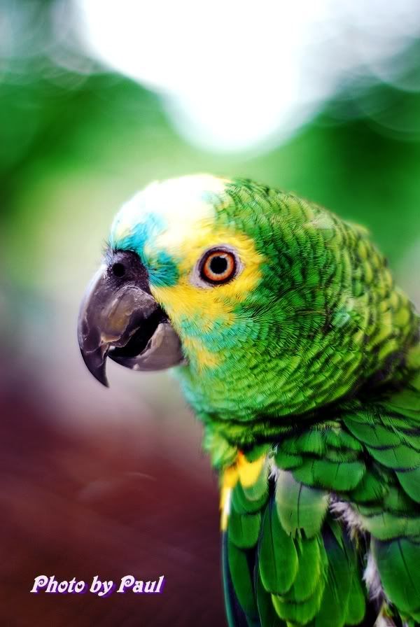 Photo Sharing and Video Hosting at Photobucket