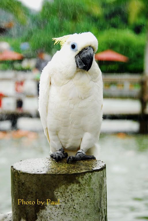 Photo Sharing and Video Hosting at Photobucket