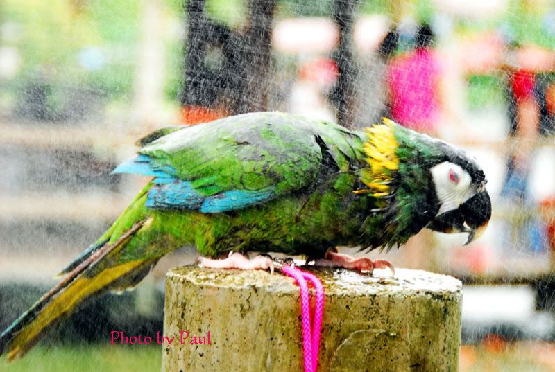 Photo Sharing and Video Hosting at Photobucket