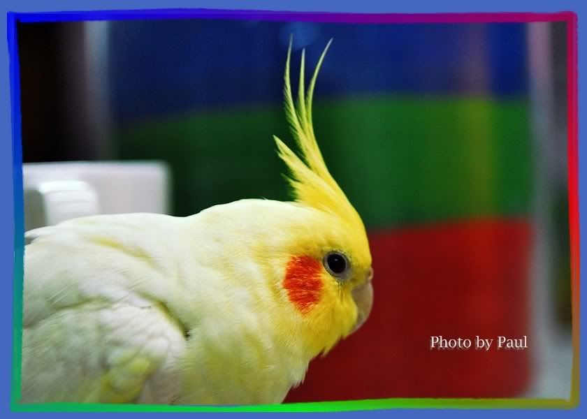 Photo Sharing and Video Hosting at Photobucket