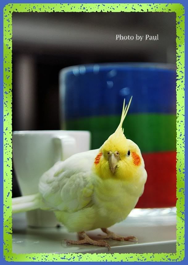 Photo Sharing and Video Hosting at Photobucket