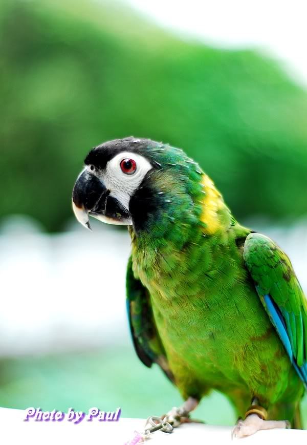 Photo Sharing and Video Hosting at Photobucket