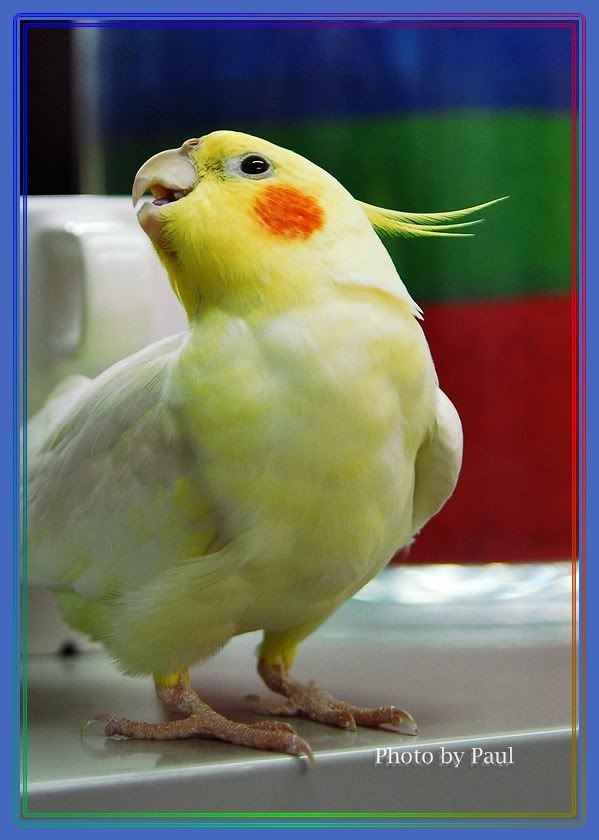 Photo Sharing and Video Hosting at Photobucket