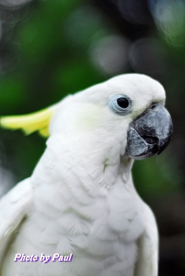 Photo Sharing and Video Hosting at Photobucket