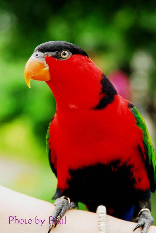 Photo Sharing and Video Hosting at Photobucket