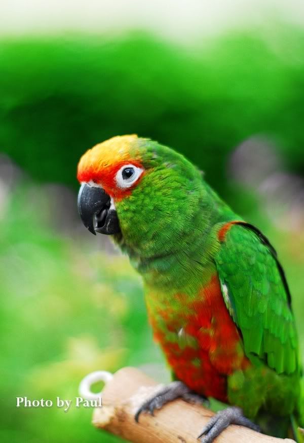 Photo Sharing and Video Hosting at Photobucket