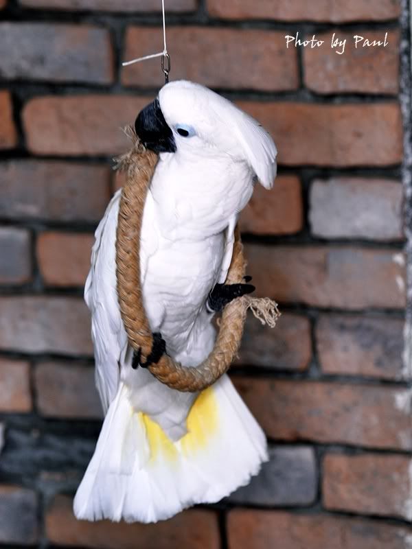 Photo Sharing and Video Hosting at Photobucket